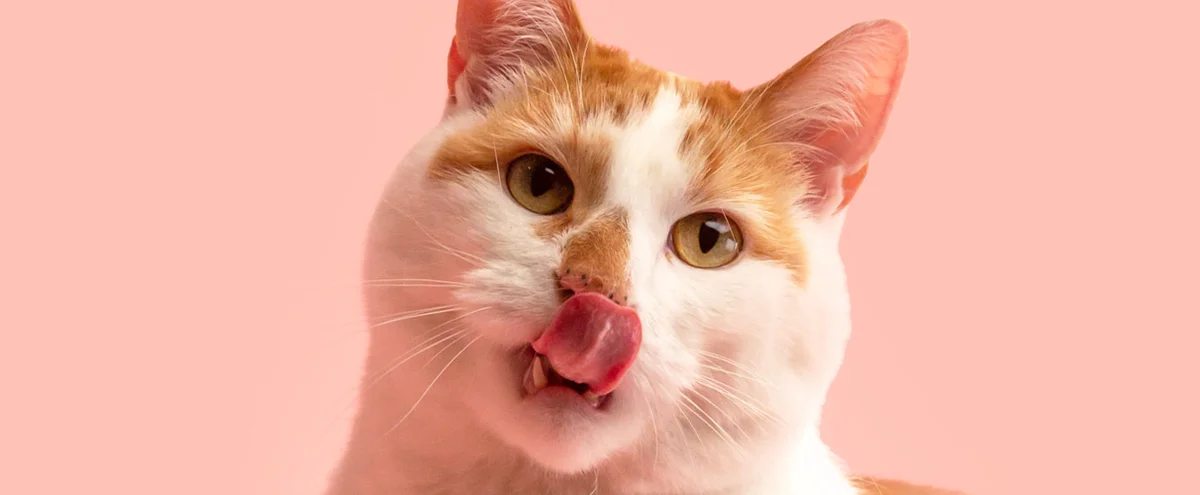 Wacht effe, moet je je kat insmeren met zonnebrandcrème?