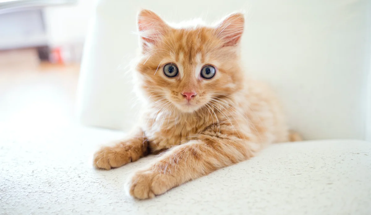 Deze zomer veel kittens gedumpt
