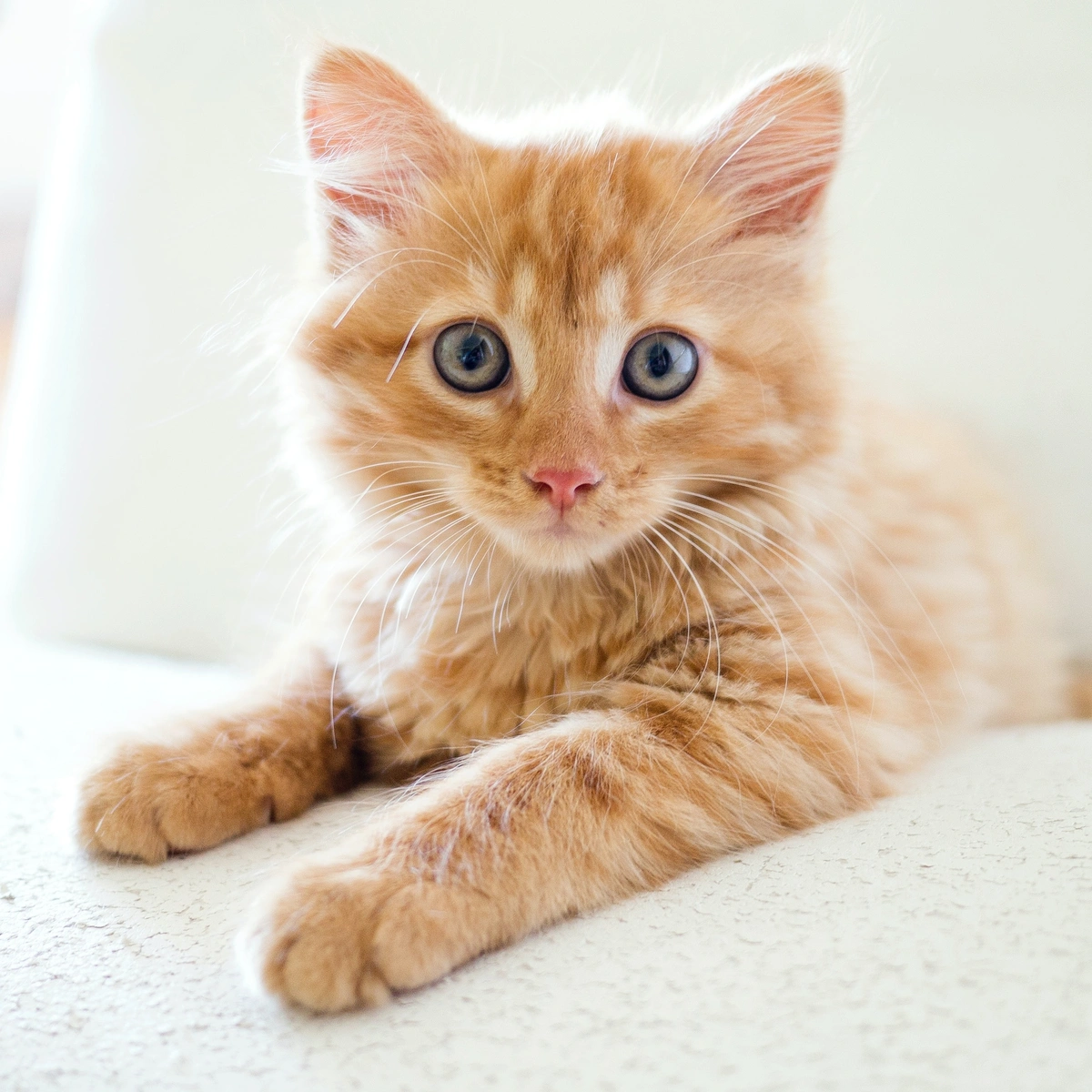 Deze zomer veel kittens gedumpt