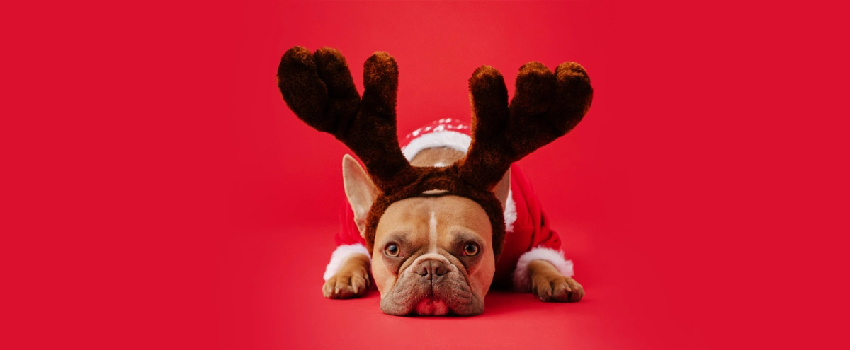 header - hond - kerst - rendier - bulldog - rood - unsplash