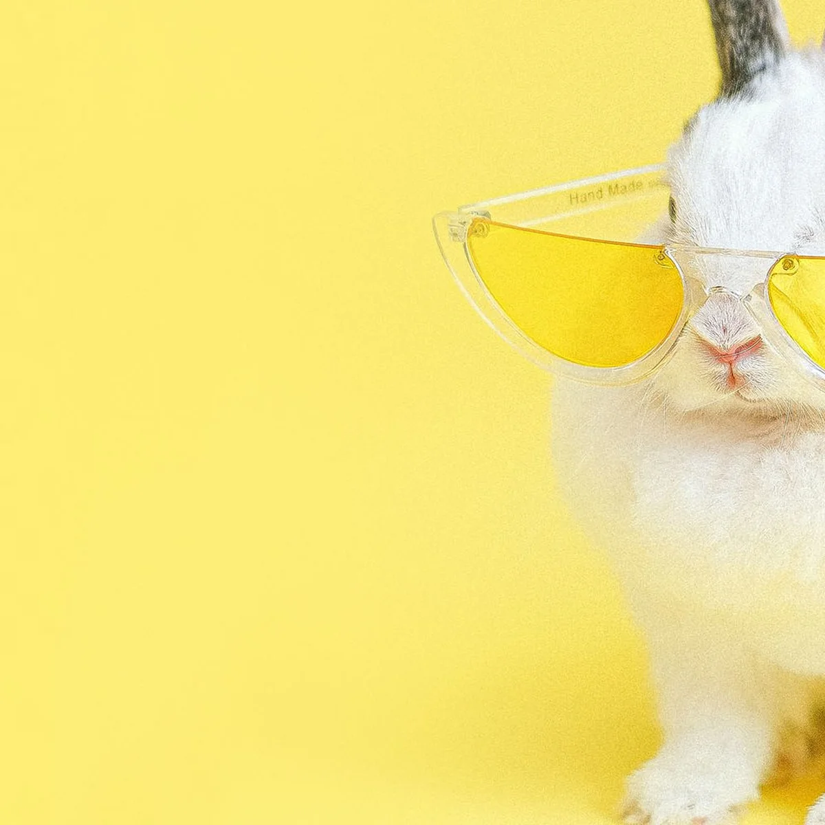 Header - Hitte - Zomers - Konijn - Zonnebril