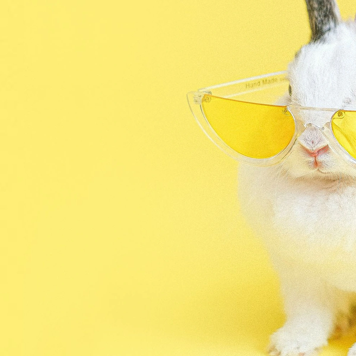 Header - Hitte - Zomers - Konijn - Zonnebril