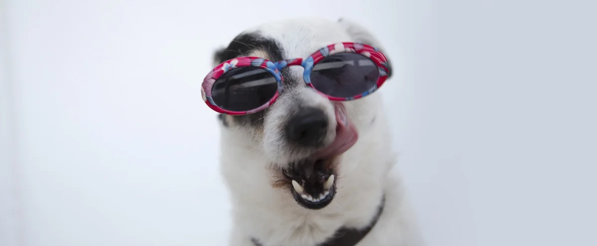 header hond - zonnebril - tong pexels anna-shvets