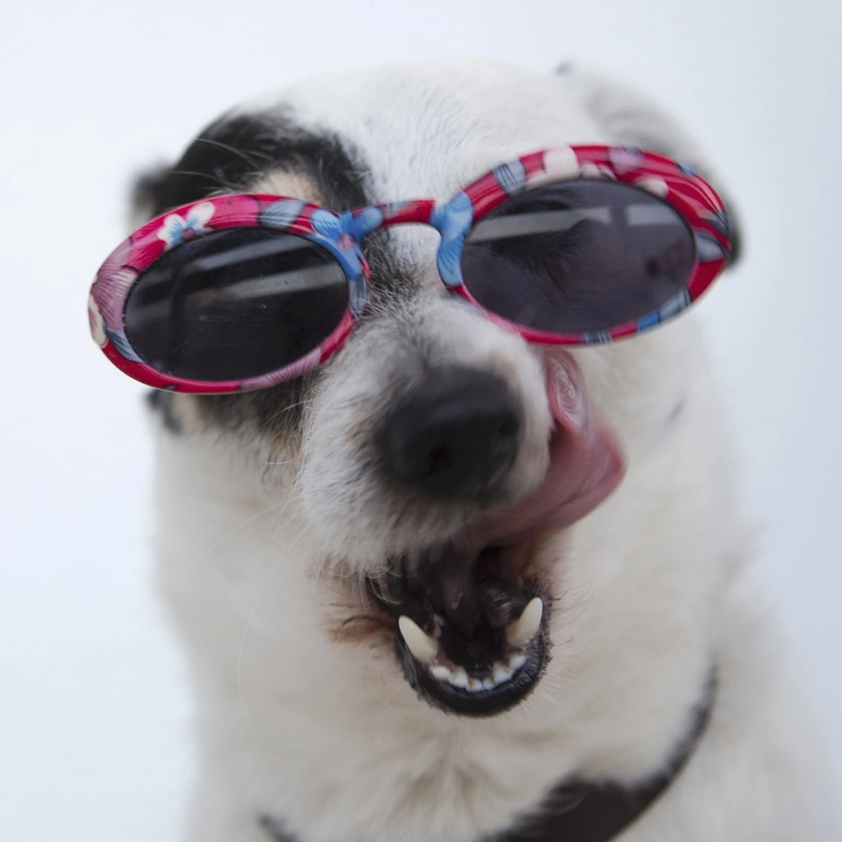 header hond - zonnebril - tong pexels anna-shvets