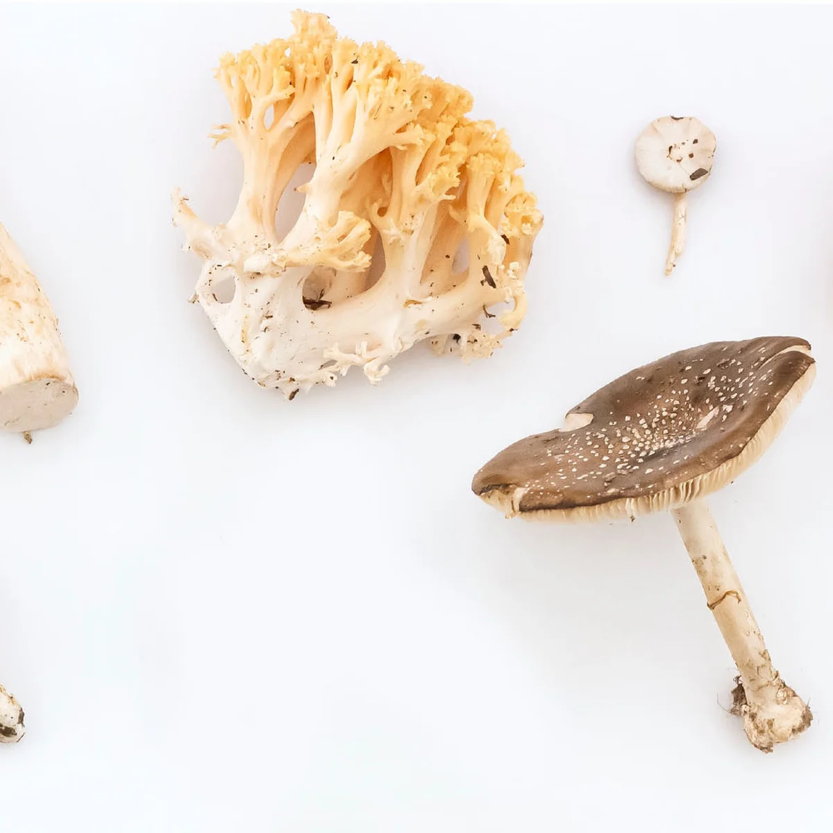 header - paddenstoel - eten - recept - paddo - 2 - unsplash