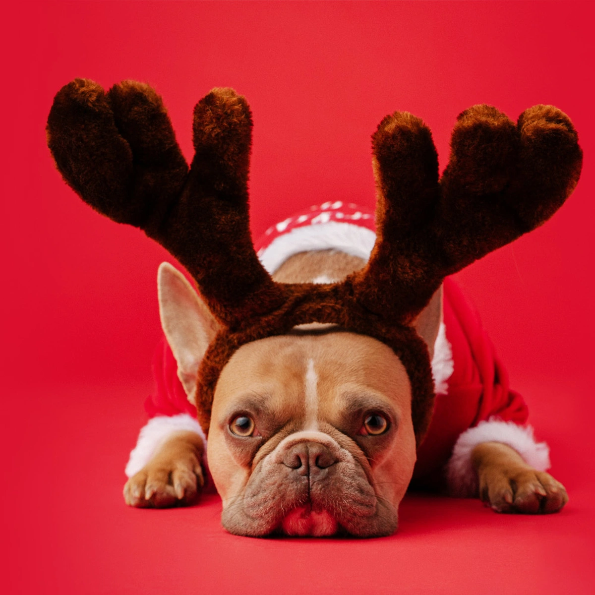 header - hond - kerst - rendier - bulldog - rood - unsplash