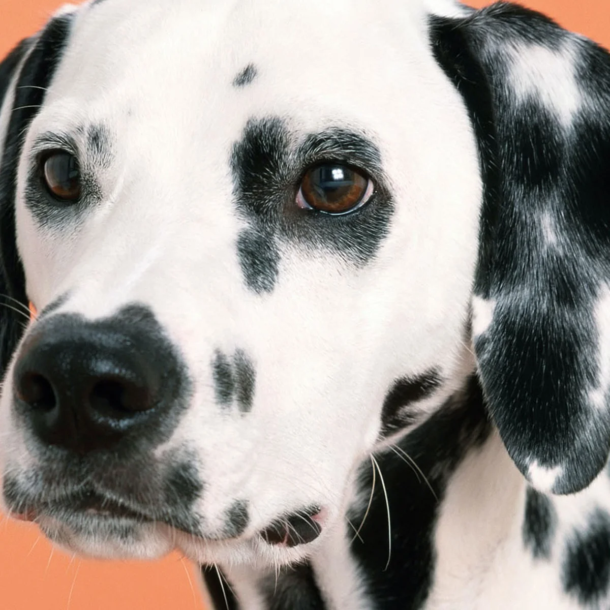 header - bruine - ogen - hond - unsplash