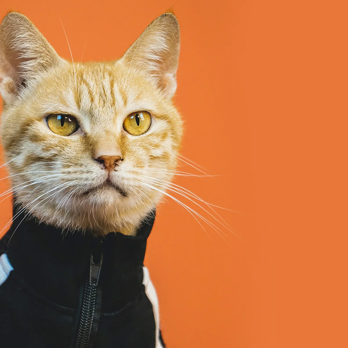 header - kat - kattenfilmpje - dierendag - sport -  unsplash