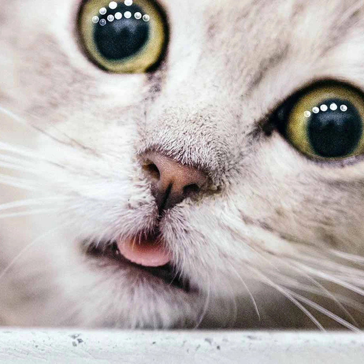 header - kat - dierendag - poes - huisdier - pexels