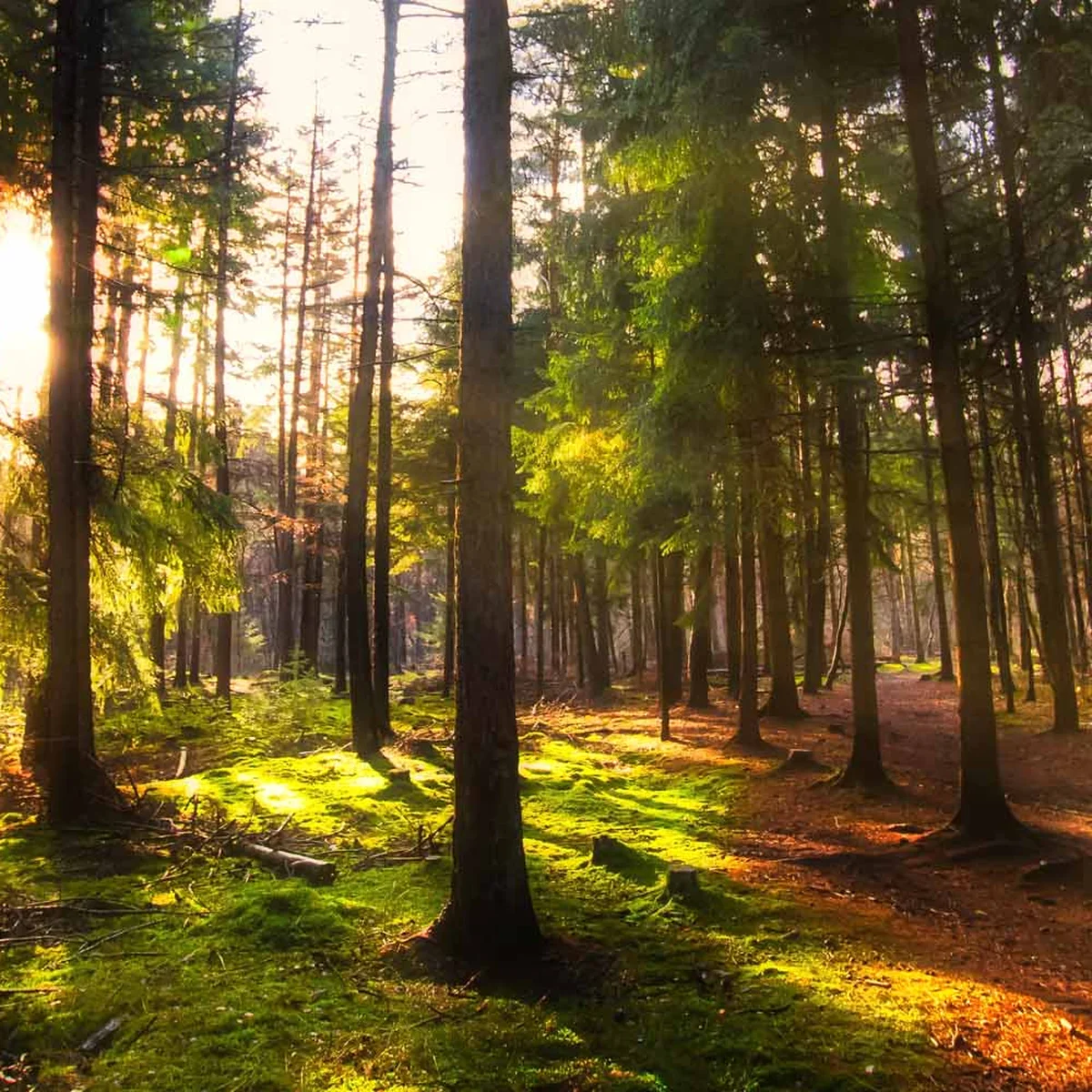 header - bossen - staycation - bomen - unsplash