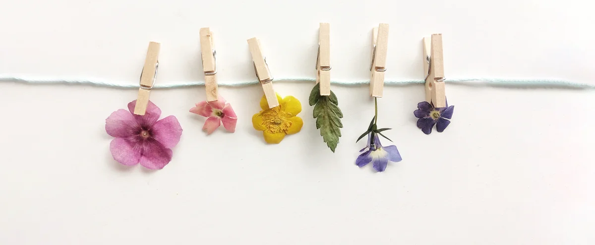 Robijn - header - bloemetjes - waslijn - bloemen 