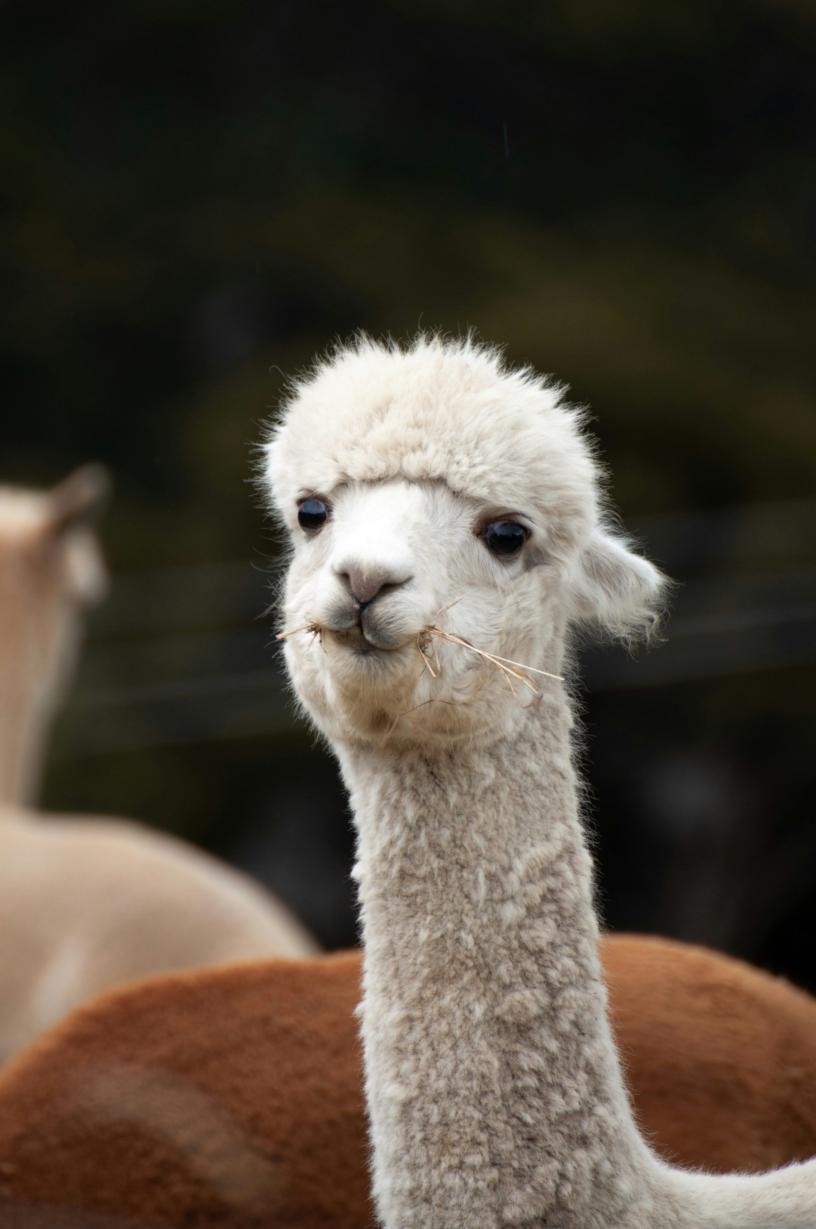 Alpaca