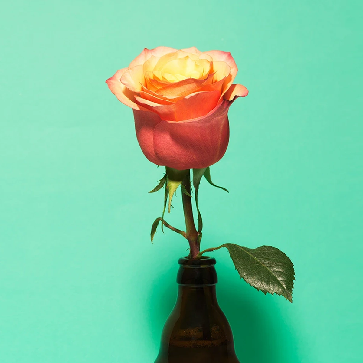 header - bloem - tuin - groen - bier - flesje - frank brandwijk