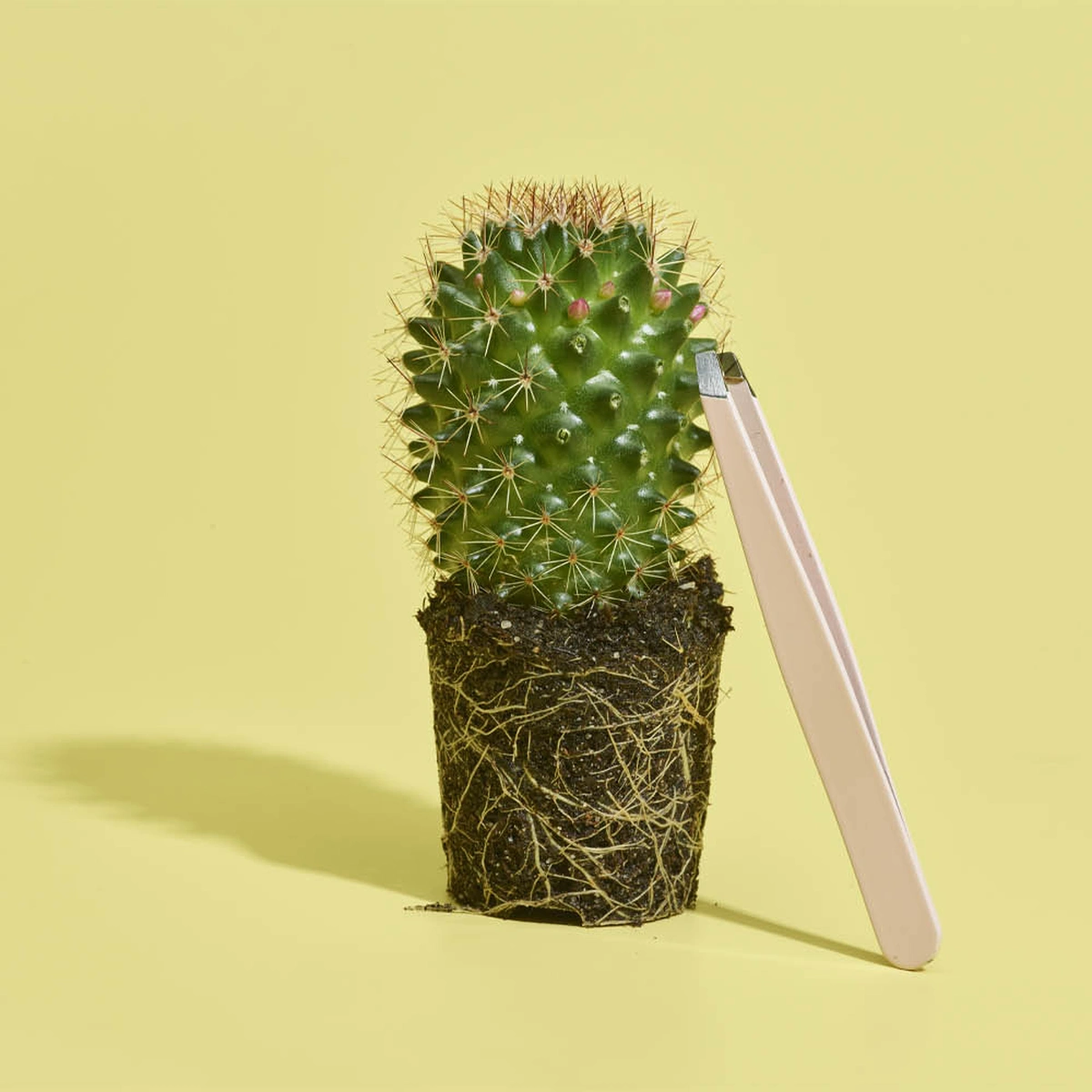 05 - Cactus - Pincet - Plant - coverstory - Tom ten Seldam - Header