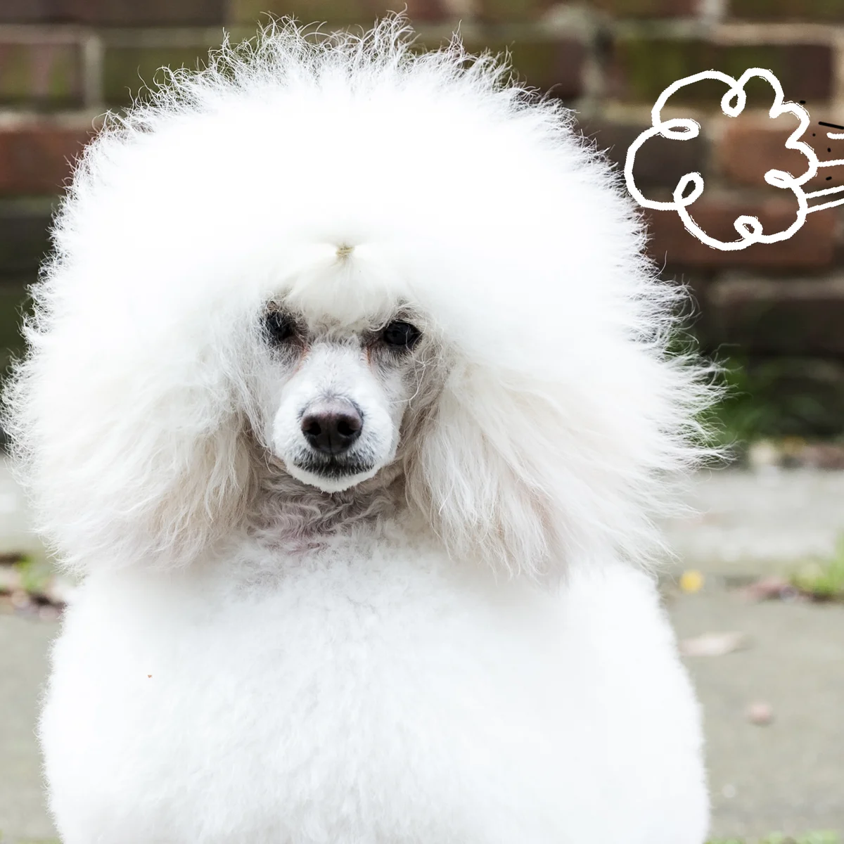 droogshampoo