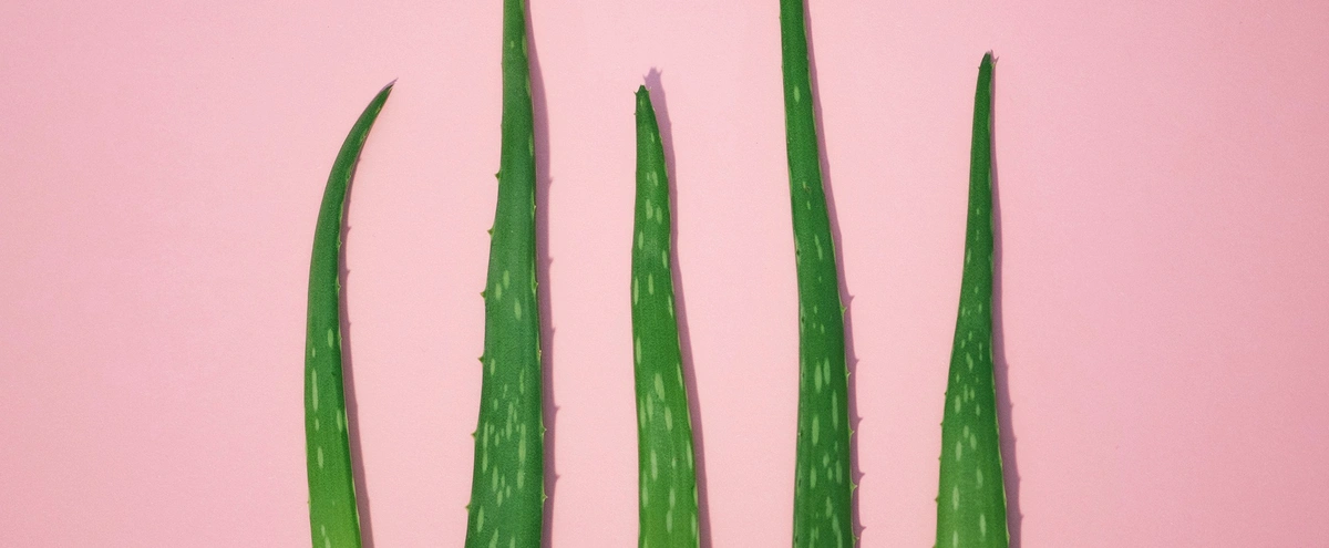 [P] planten - tropisch - aloe