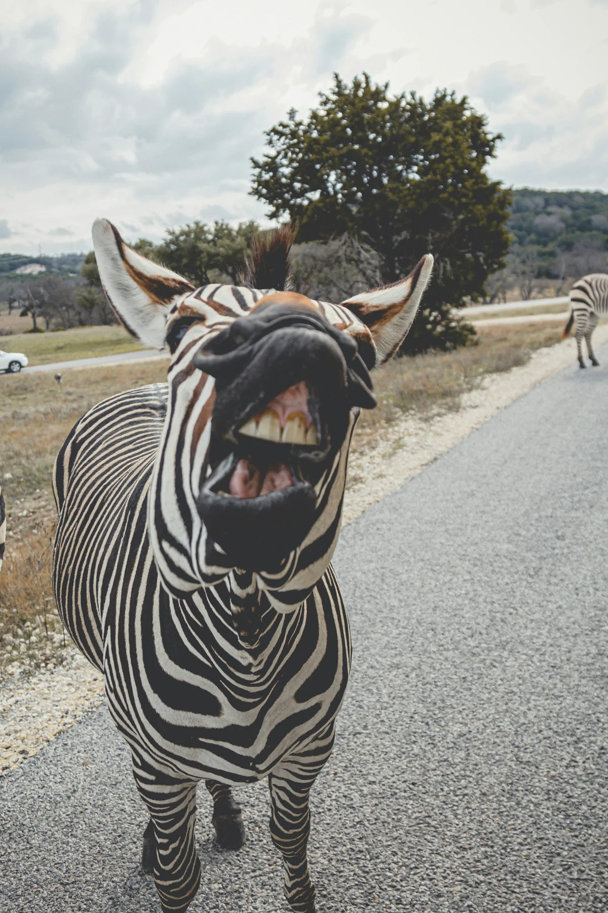 Zebra