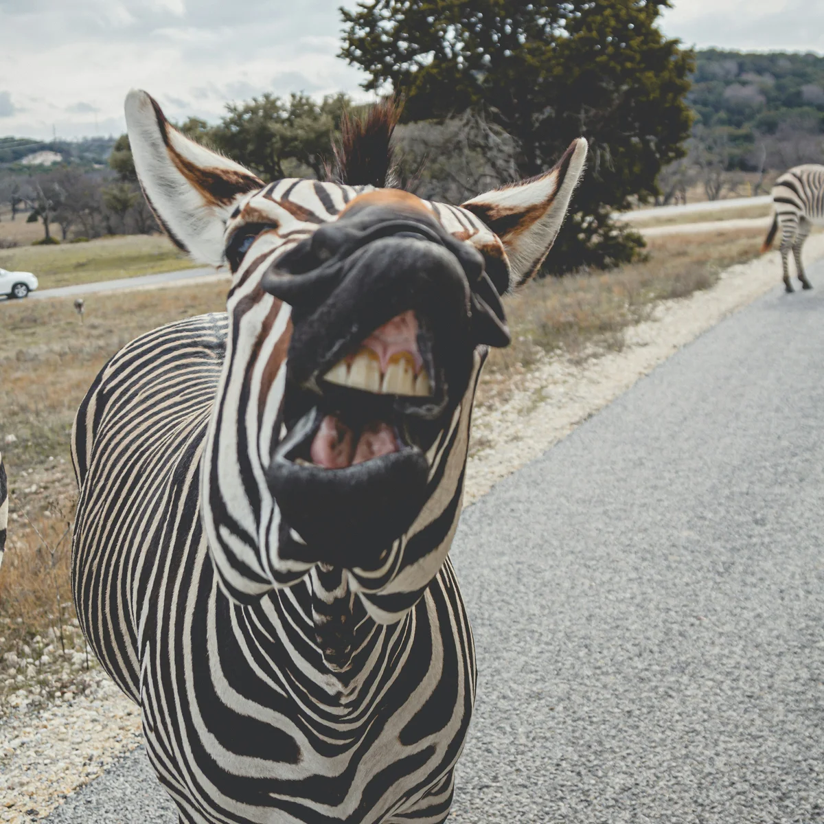Zebra