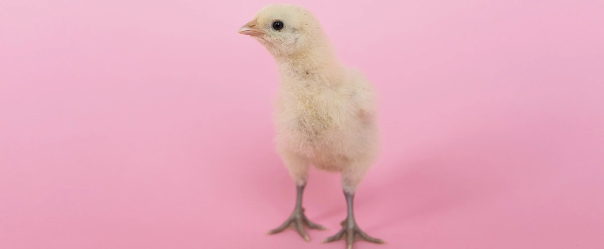 pexels-chickenskin-header