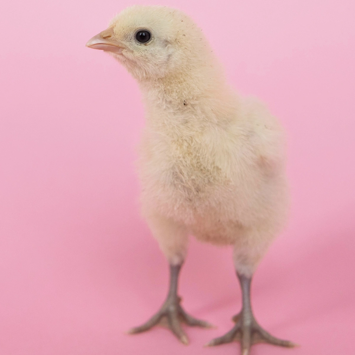 pexels-chickenskin-header