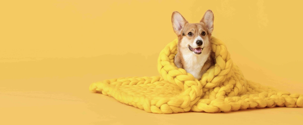 corgi, winter, hond, deken, koud, shutterstock