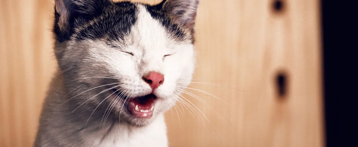Artikel - Kat - douchemuts - douche