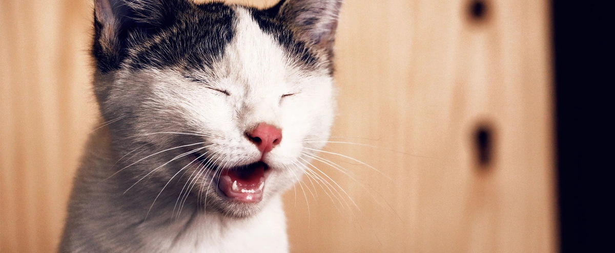 Artikel - Kat - douchemuts - douche