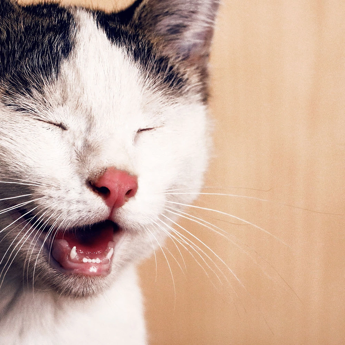 Artikel - Kat - douchemuts - douche