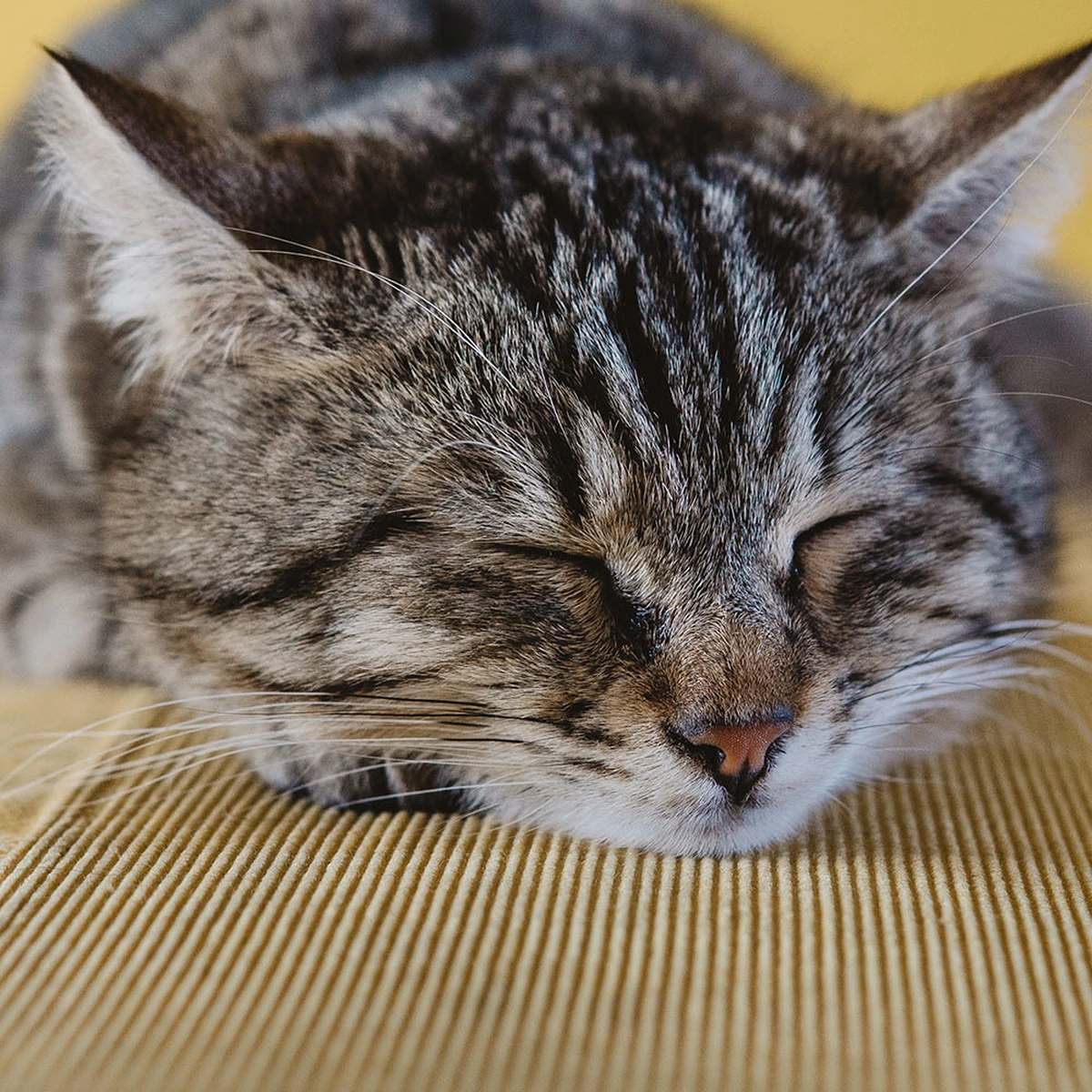 header - slapen - dier - bed - unsplash