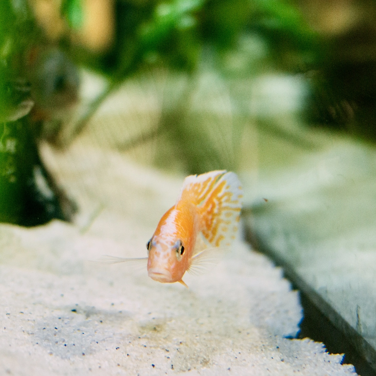 Aquarium - vissen - pexels