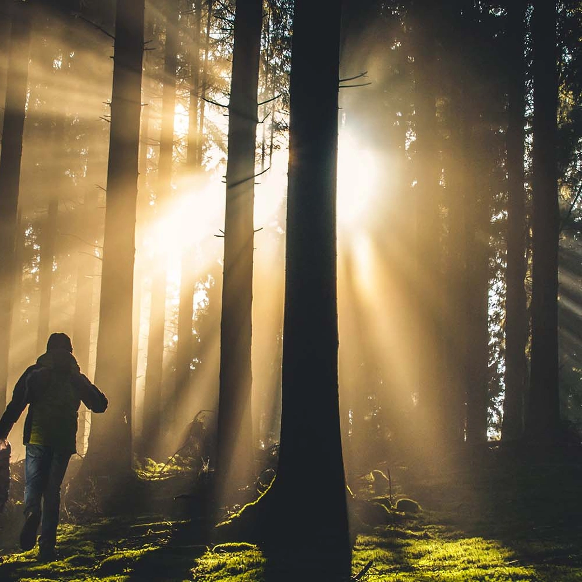 header -natuur - lopen - wandelen