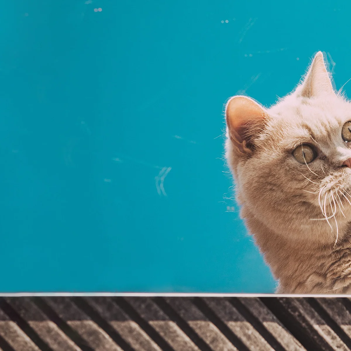 header - katten - dement - blauw - verbaasd