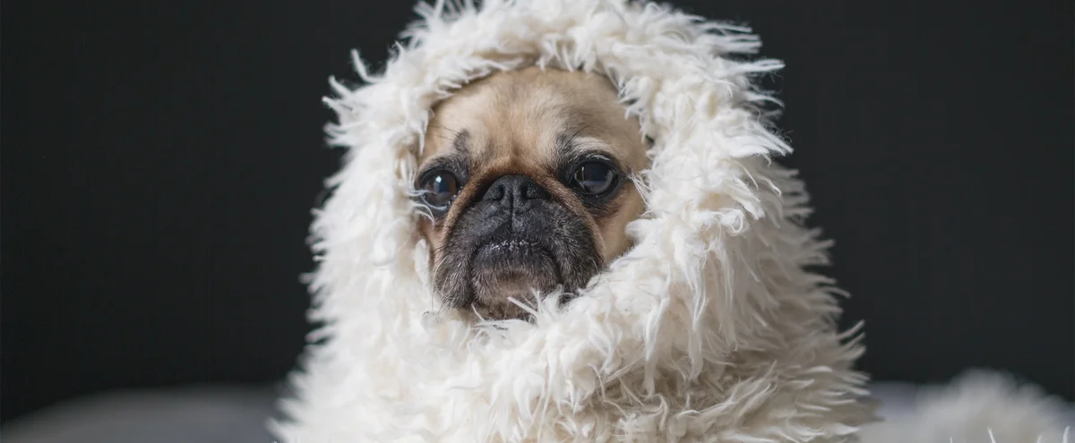 header - hond - deken - huilen - films - unsplash