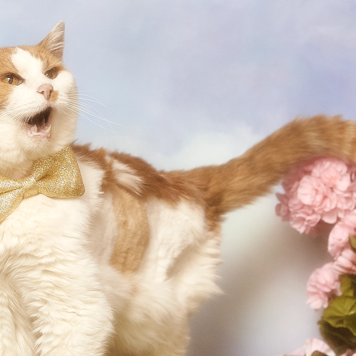 Bloemen - Kat - poes - strik - Myrthe Giesbers