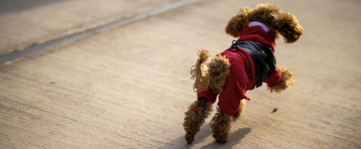 Hond - rennen - Unsplash