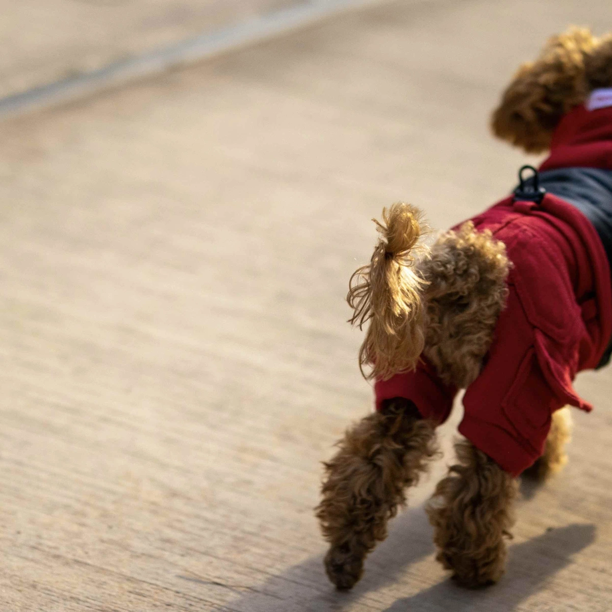 Hond - rennen - Unsplash