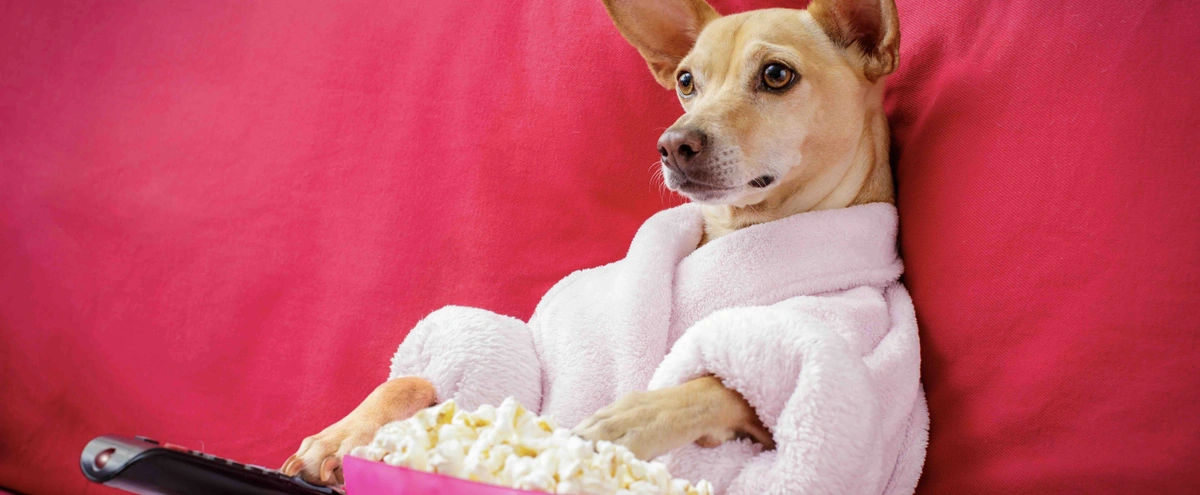 Header - Carnaval Hond - Pexels