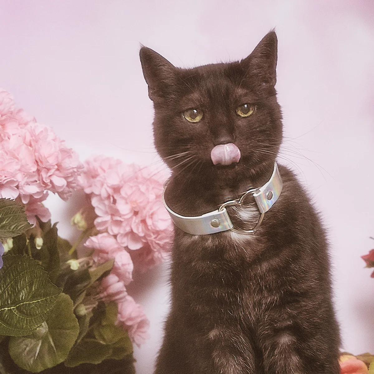 Bloemen - Kat - poes - tong - Myrthe Giesbers