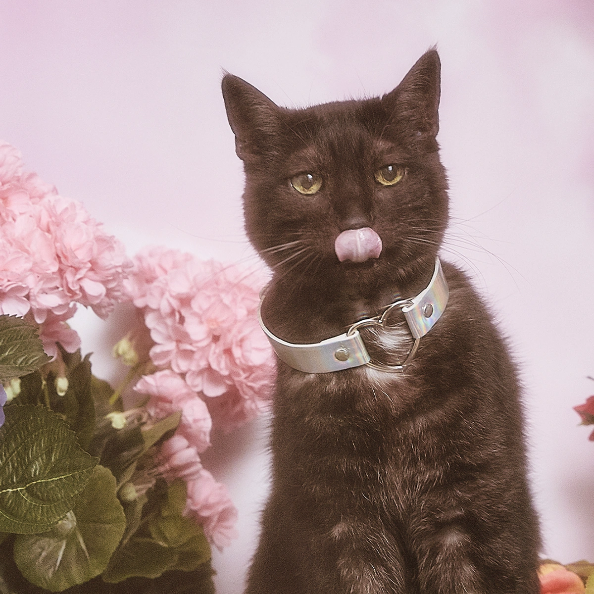 Bloemen - Kat - poes - tong - Myrthe Giesbers