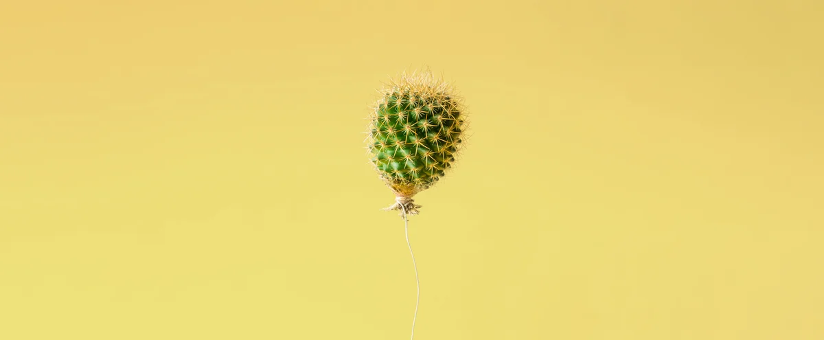 2023 - 04 BS - Header - Oh baby - Stills - Cactus - Shutterstock