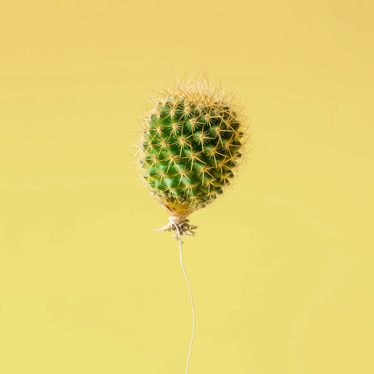 2023 - 04 BS - Header - Oh baby - Stills - Cactus - Shutterstock