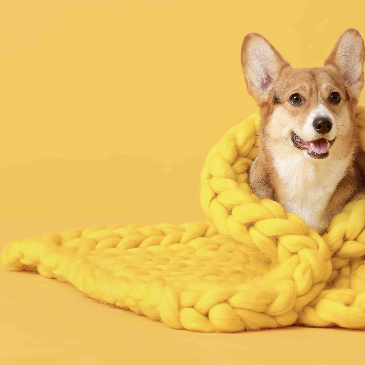 corgi, winter, hond, deken, koud, shutterstock