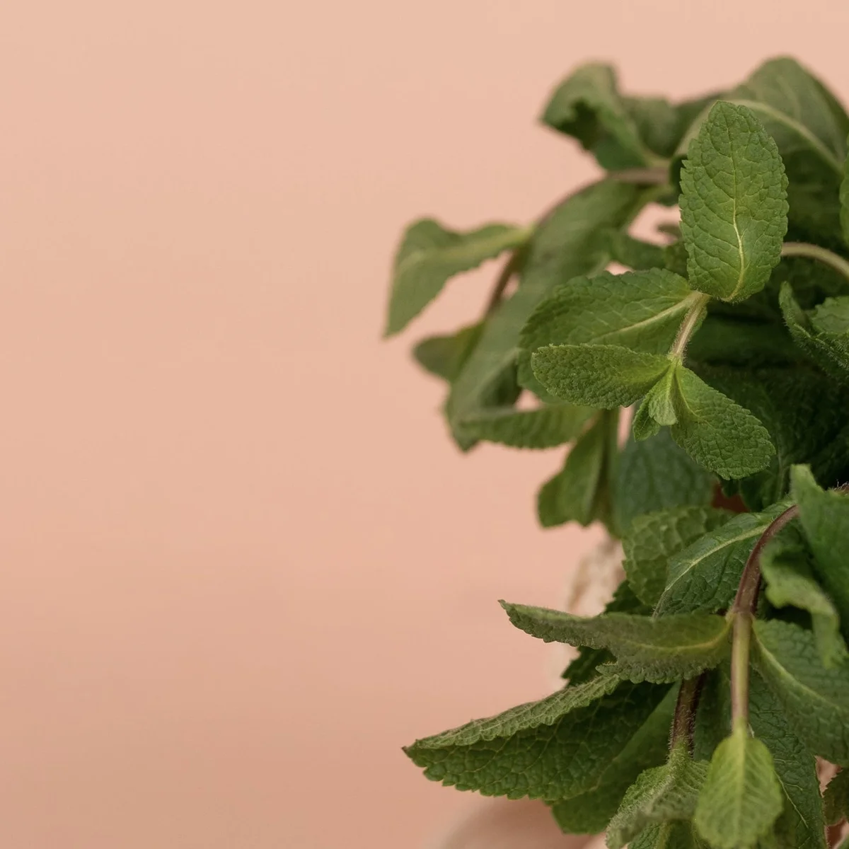 Verse munt - kruiden - boodschappen - Pexels 
