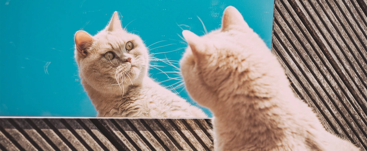 header - kater - snacks - unsplash