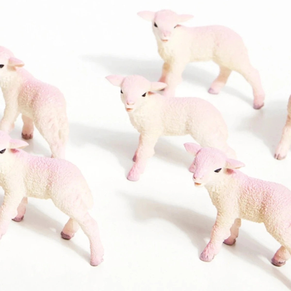 header - schapen - slapen - tom ten seldam