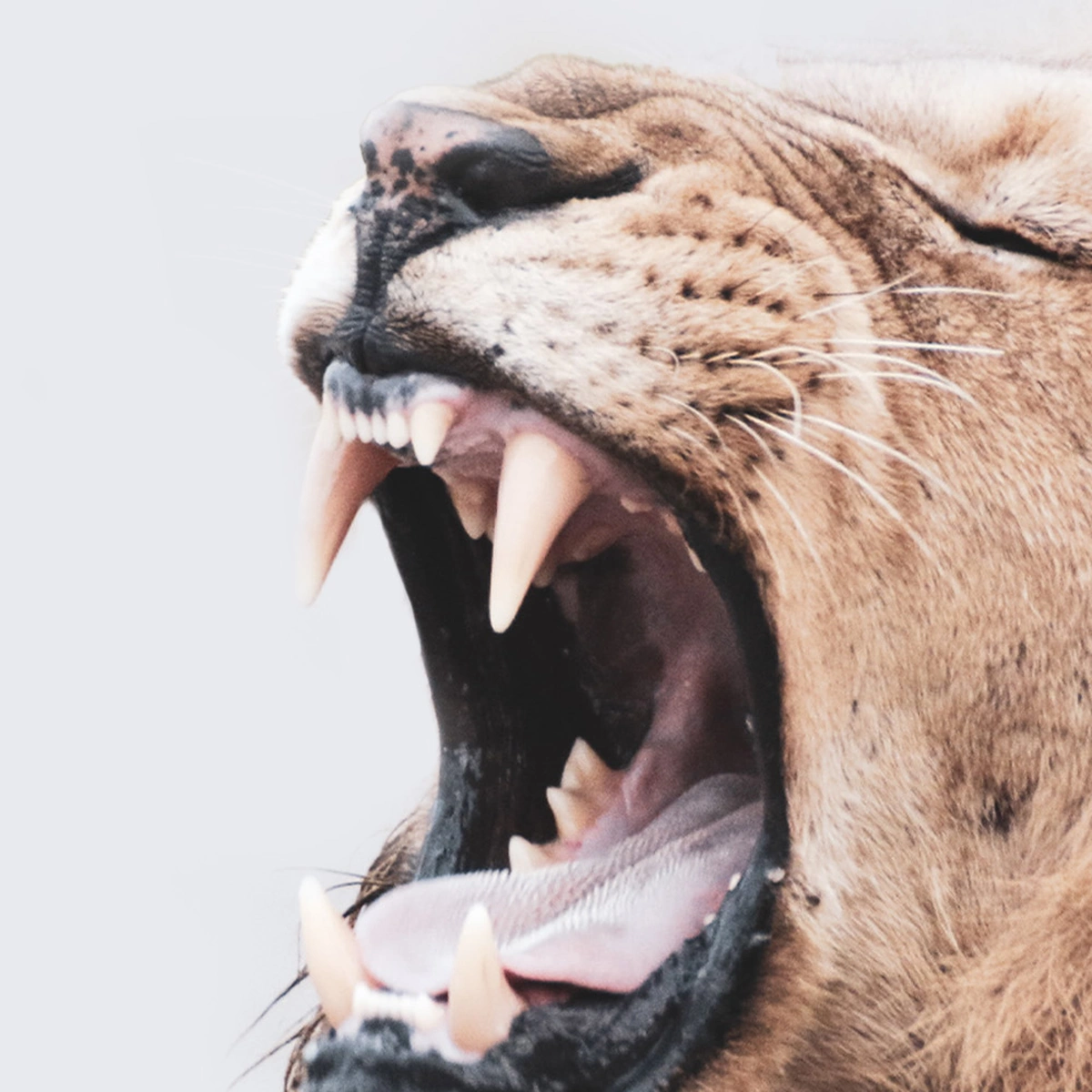 header - leeuw - dier - brul - geluid - unsplash