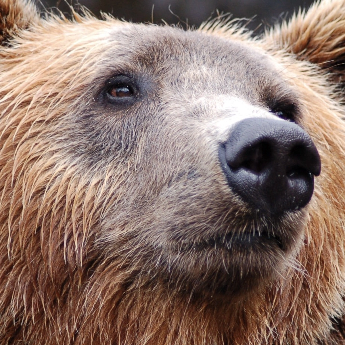 Bruine beer - Pexels