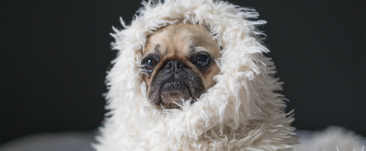 header - hond - deken - huilen - films - unsplash