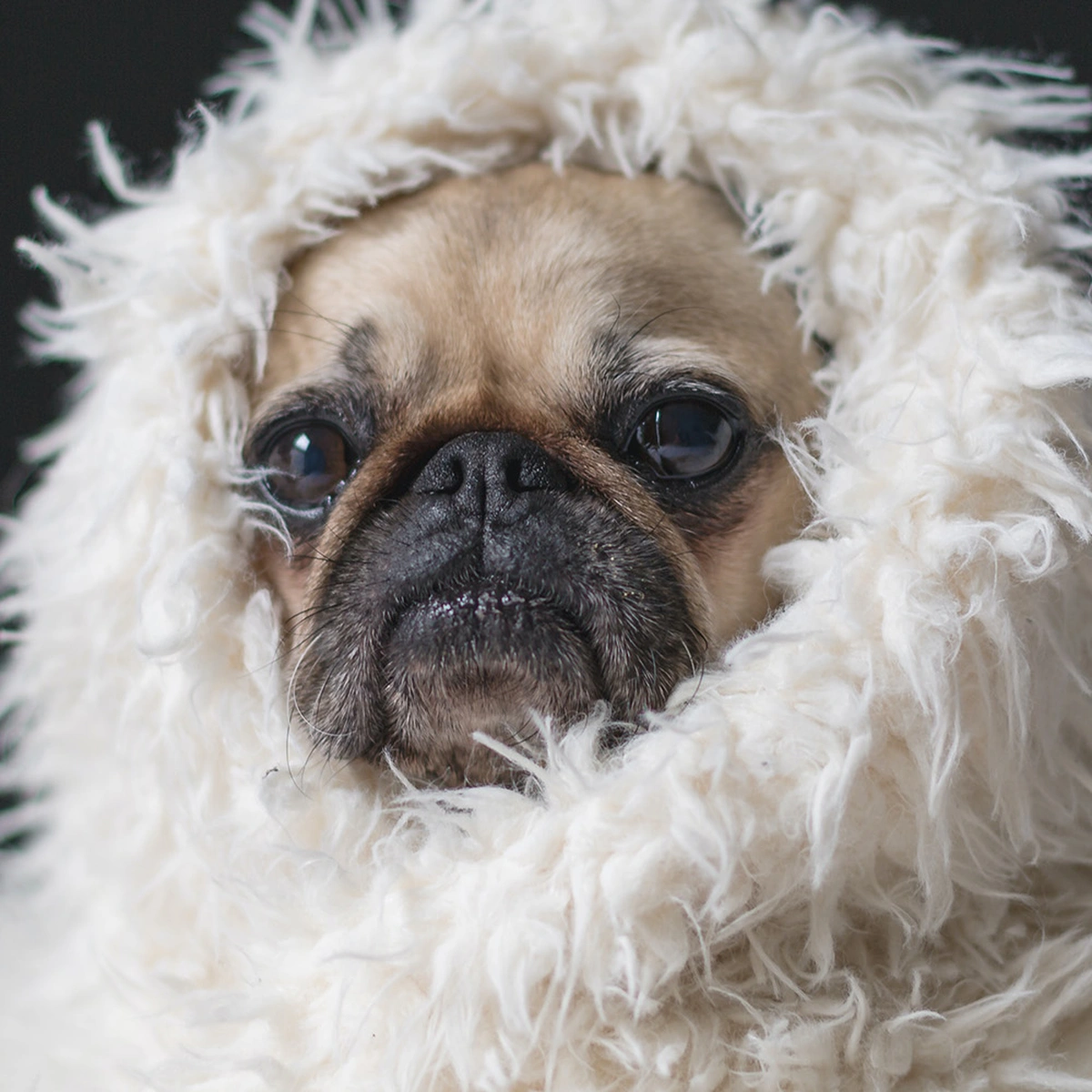 header - hond - deken - huilen - films - unsplash