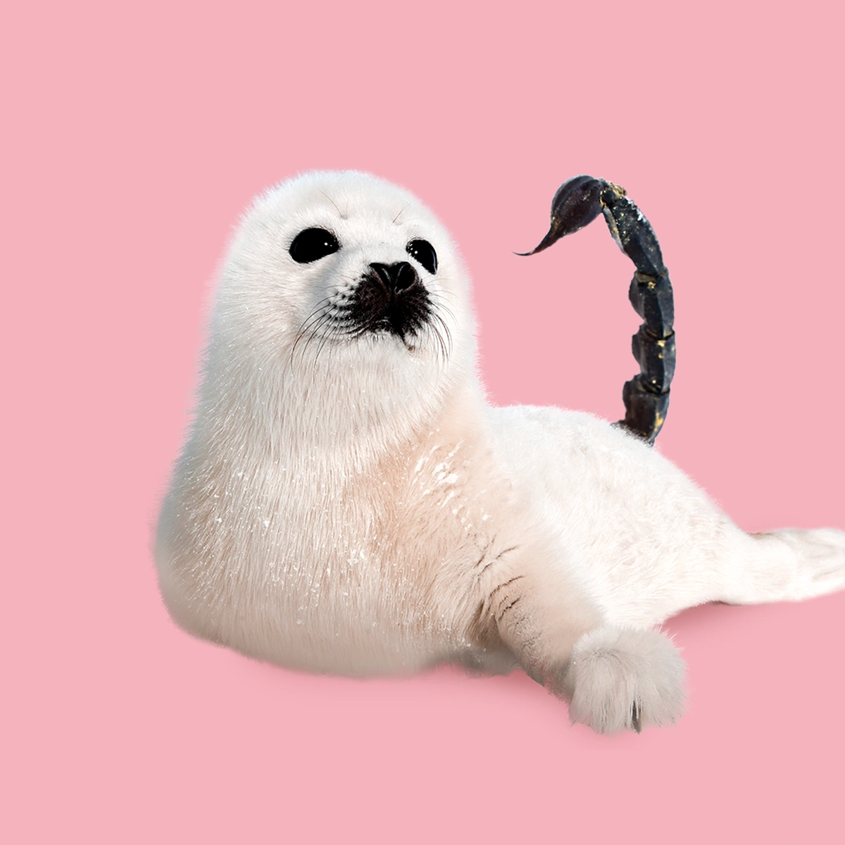 12WB-Horoscoop Schorpioen-Header